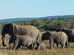 Limpopo Game Reserve Accommodation - Ka'ingo Reserve and Spa - Vaalwater Accommodation - Waterberg Game Reserves - elephants