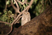 Scops Owl