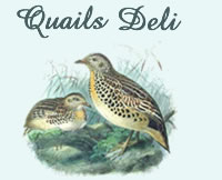 Quails Deli, Limpopo Deli