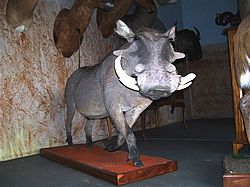 Waterberg Taxidermy is situated in Mokopane, Limpopo