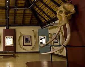 Letaba Elephant Museum