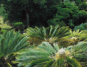 Modjadji Cycad Forest